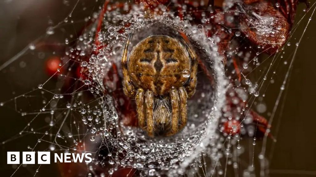 Weekly quiz: Which prize did this sleepy spider win a 10-year-old?