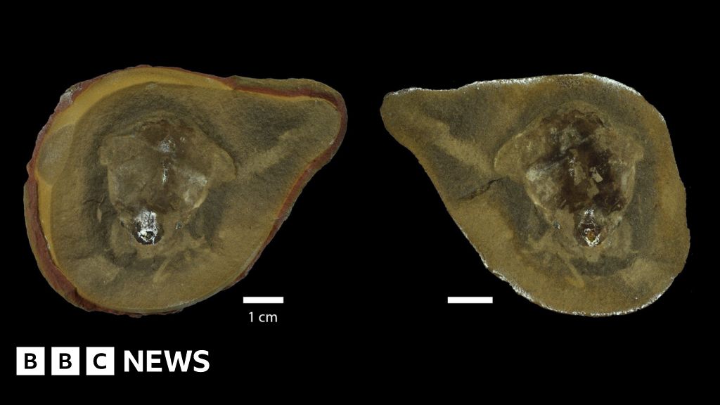 Earliest known octopus is not an octopus after all