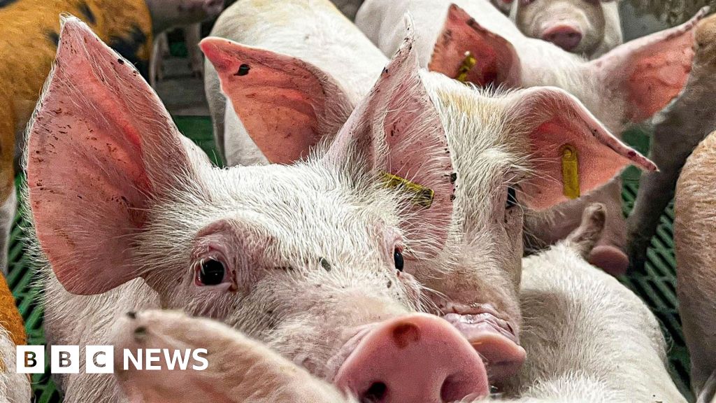 bbc.co.uk - Paul Faulkner - Longridge sports village plan must deal with pig farm smells - BBC News