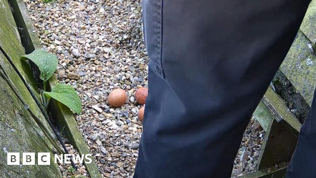Peregrine Falcon eggs destroyed at St Albans Cathedral