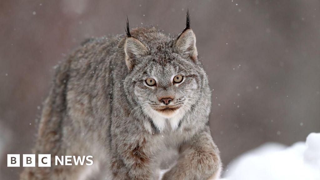 Canadian lynx one of big cat sightings in Welsh countryside