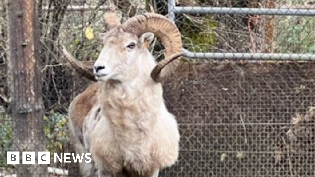 Montana breeder jailed for cloning giant sheep for trophy hunting