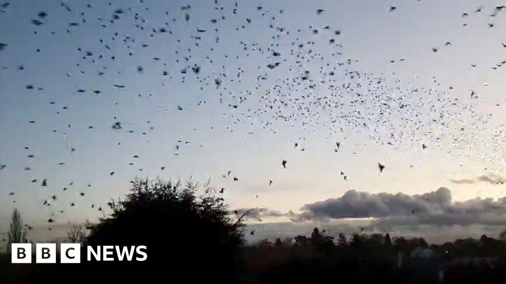 Murmurasi Starling ‘sekali seumur hidup’ untuk Desa Leicestershire