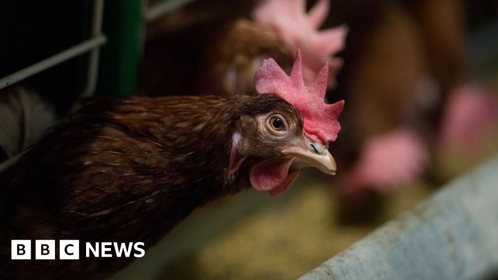 Plans to end hen cages and pig farrowing crates