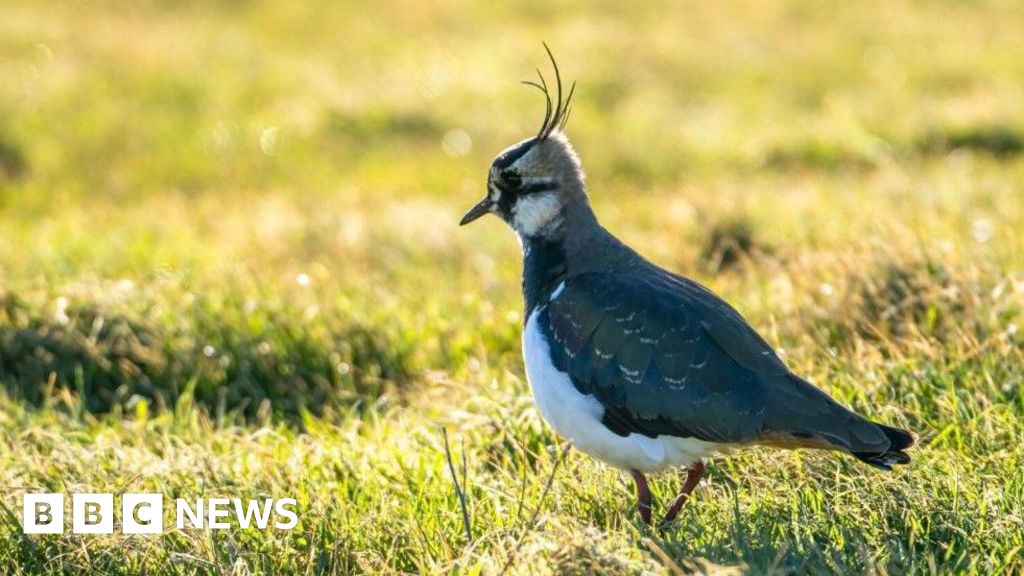 bbc.co.uk - Helen Burchell - Sunken Thames barges create new Essex island for birds
