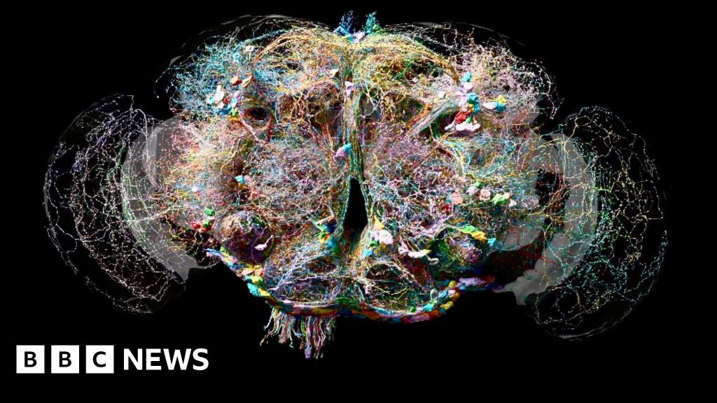 Fly brain sheds light on human thought process Daily News Updates