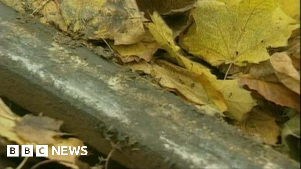Specialist trains clear leaves, snow and ice from railway lines