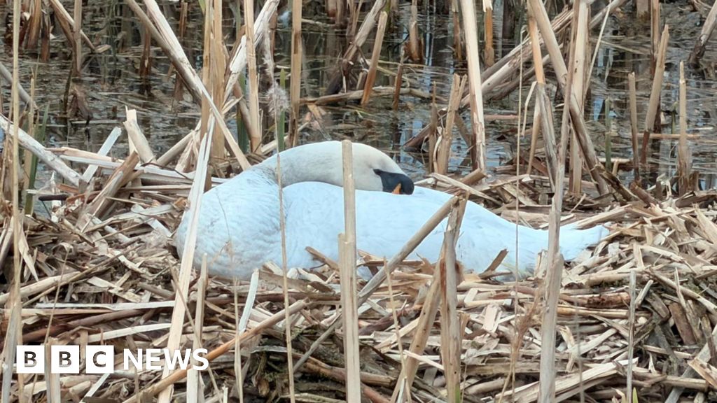 bbc.co.uk - Emma Petrie - Swans free of oil after spill in Cleethorpes park