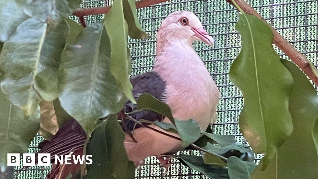 Zoo breeding scheme boosts pink pigeon population