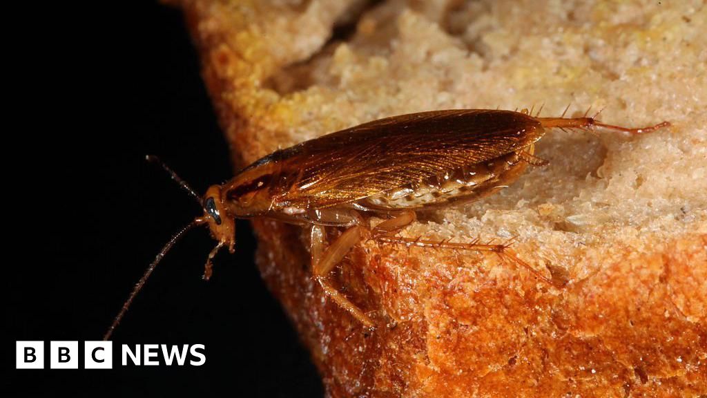 'They were coming from everywhere' - cockroach home infestations on the rise