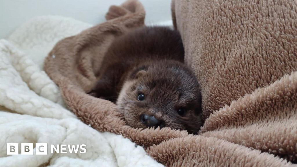 Orphaned Otter Cubs Saved by Devon Sanctuary