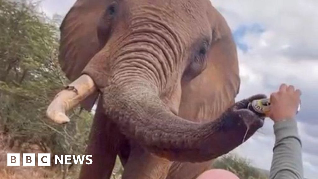 Tourist pouring beer down elephants trunk in Kenya sparks anger