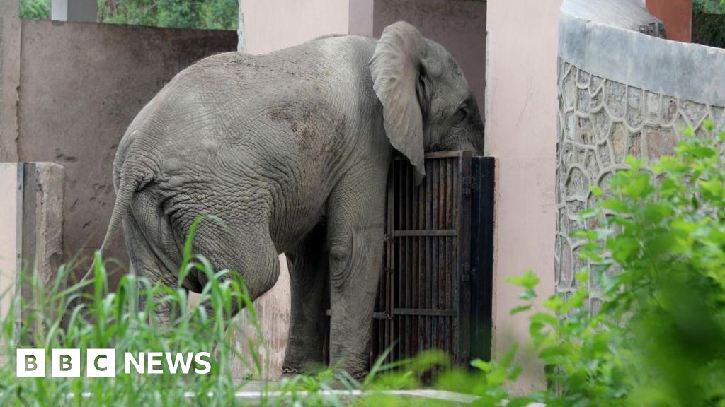Delhi's lonely African elephant was killed by rare rodent-borne virus