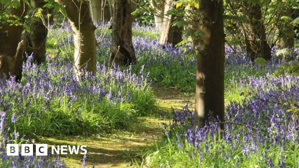 Harlaxton Manor Opens for Bluebell Walks May 3-4