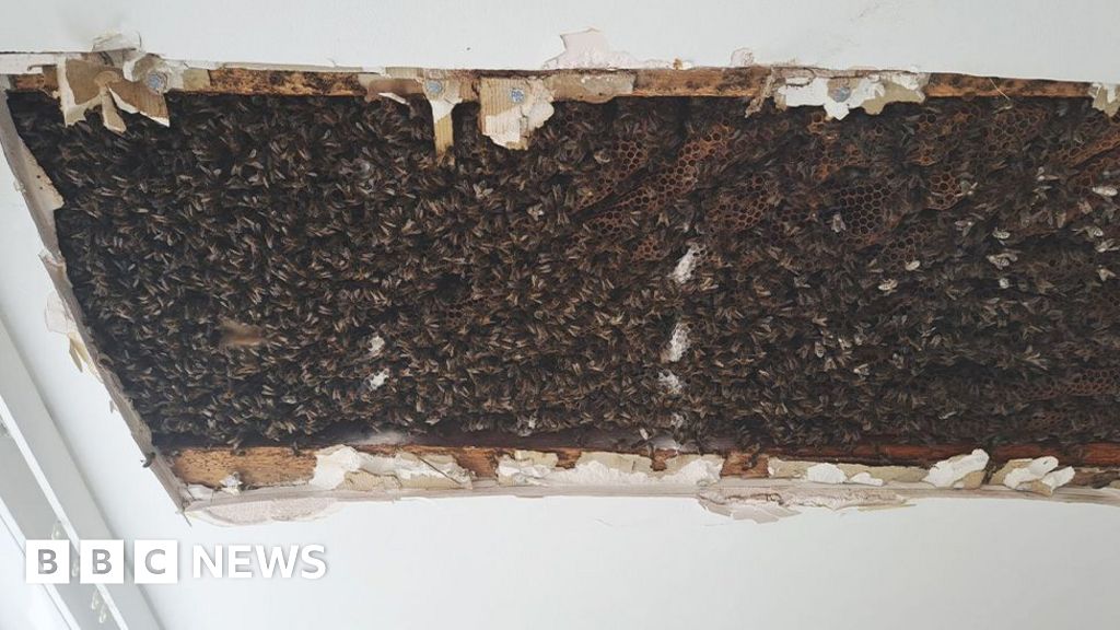 180,000 bees found in bedroom ceiling of Inverness house