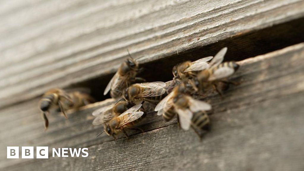 How bees could help war-hit families in Ukraine