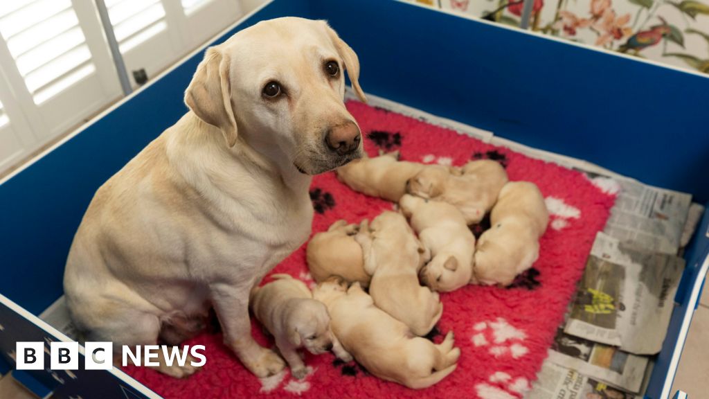 Sylvia delivers next generation of guide dogs