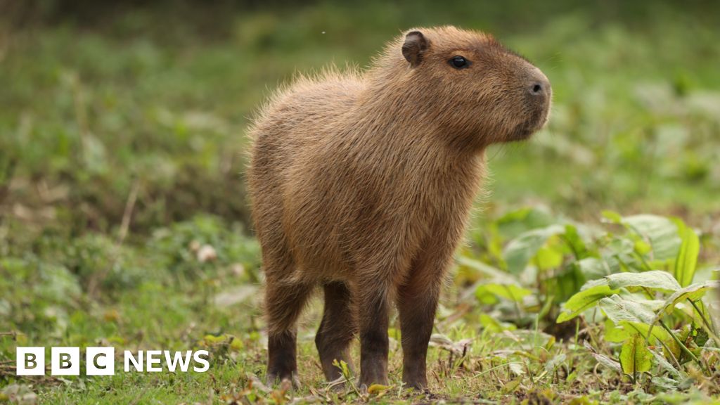 Escaped Cinnamon 'fled after being startled by mower'