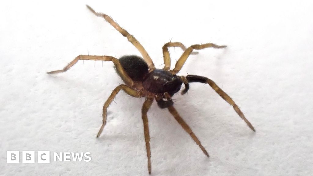 ‘Lost’ spider species rediscovered on Isle of Wight ‘Lost’ spider species rediscovered on Isle of Wight