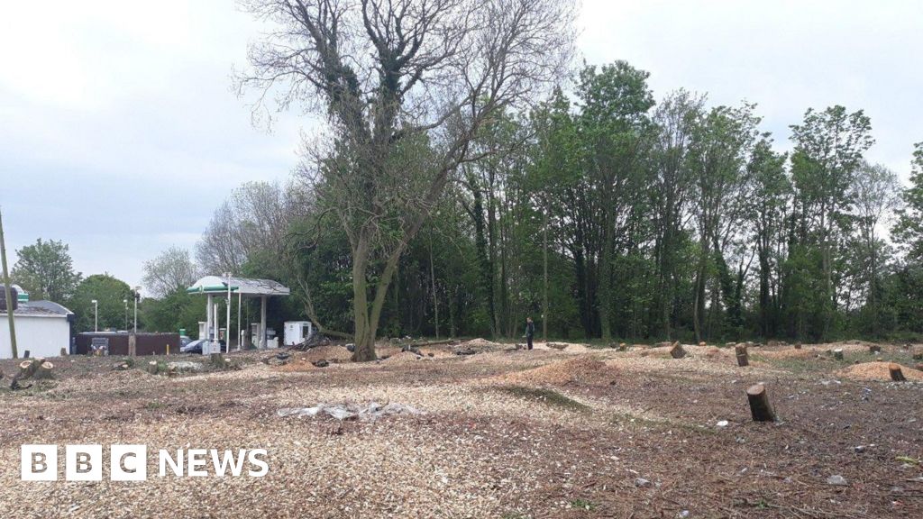 Firm handed 'record' fine over illegal tree felling in Loughborough