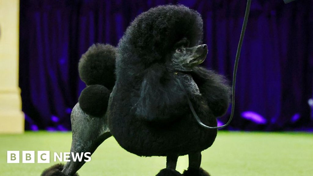 Westminster dog show: Miniature poodle Sage wins Best in Show award
