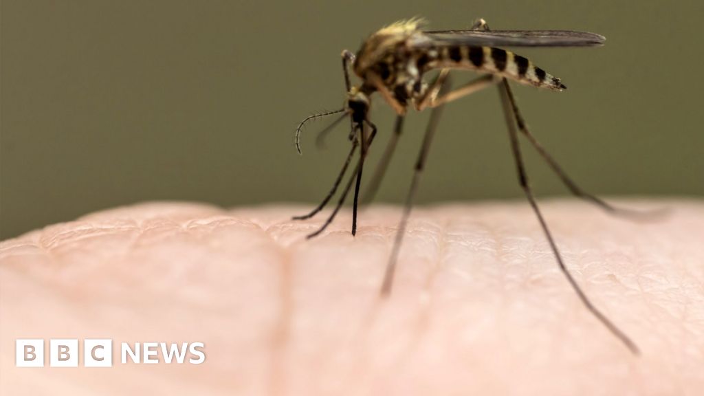 Why are thousands of mosquitoes being released in Washington DC?