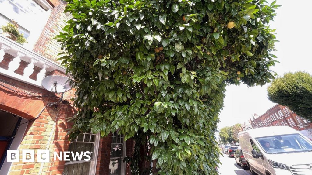 Grapefruit tree planted on London street given protected status