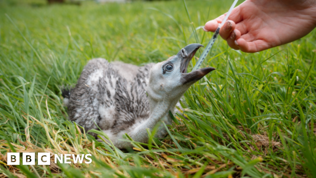 Endangered vulture chick born at Longleat Safari Park 'thriving' - BBC News