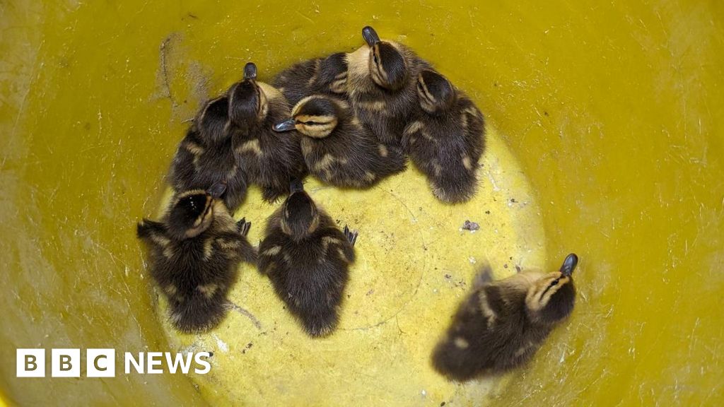 Altrincham: Ducklings reunited with mother after 30ft fall - BBC