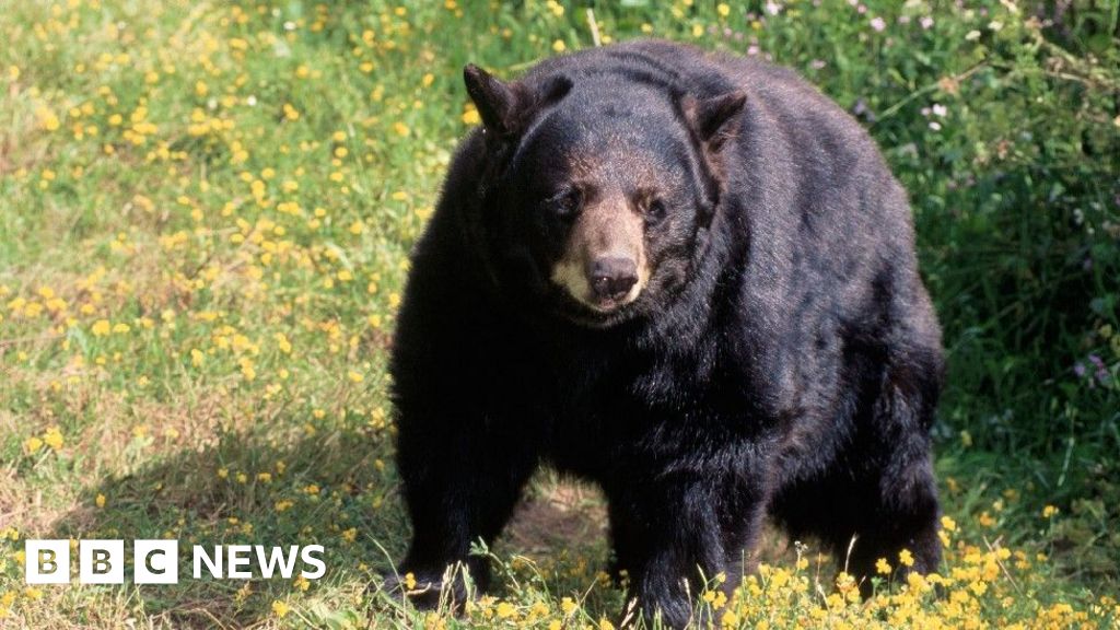 Смъртоносна атака на черна мечка за първи път в историята на Калифорния