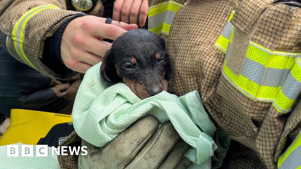 People and puppies rescued from large fire