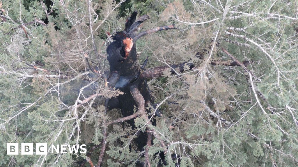 Oregon firefighters race to save one of the Doerner Fir, one of world’s tallest trees