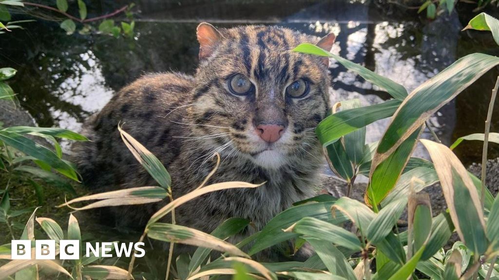 Rare fishing cat at Isle of Man wildlife park dies