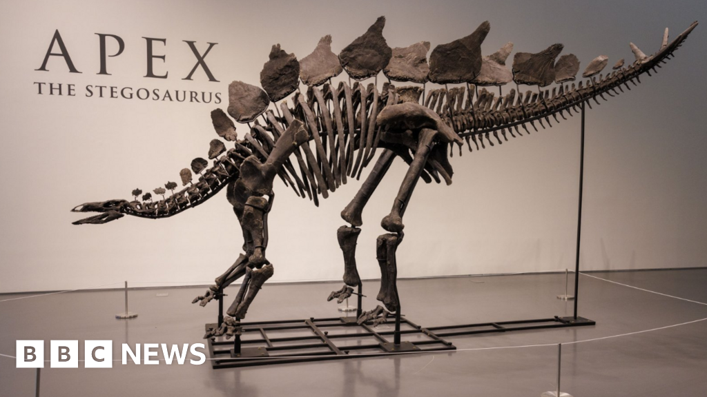 Dinosaur skeleton fetches report .6m at New York public sale – BBC Information