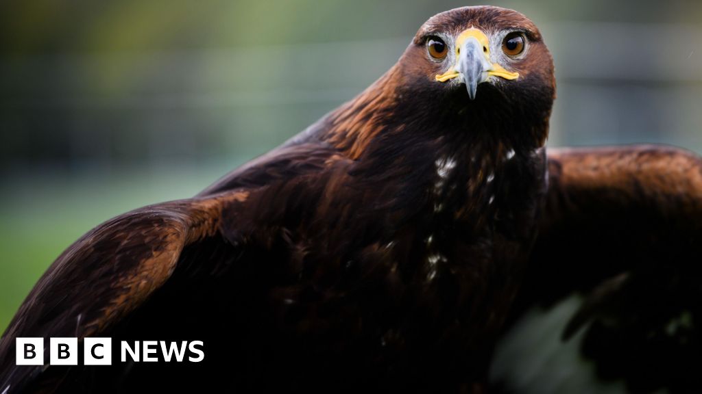 Consultation 'critical' for golden eagle release