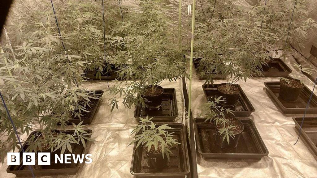 Two arrests after hundreds of cannabis plants discovered