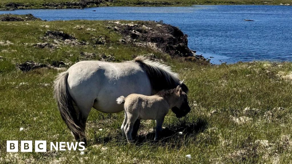 Farmer claims sea eagles snatched his five Shetland pony foals BBC News