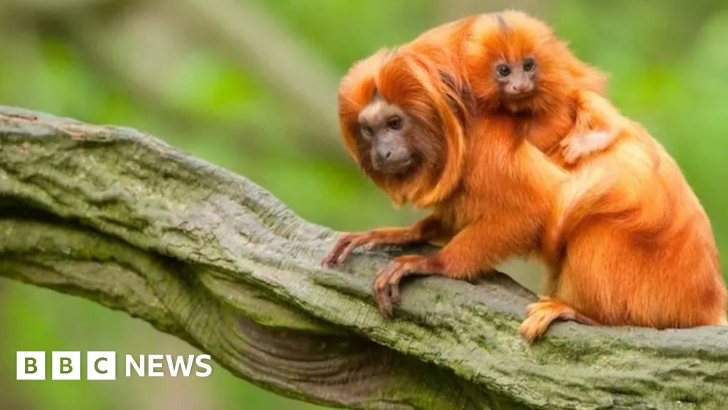 Amazon tree-felling blamed for polluting UK rivers