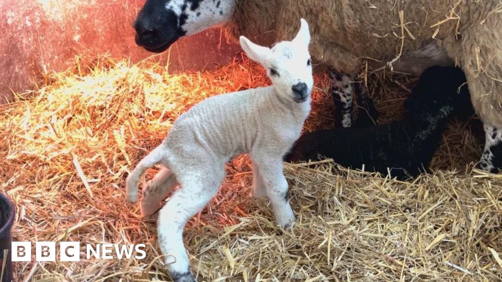 Death of 13 lambs 'worst thing I could ever imagine', says farmer
