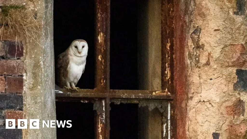 bbc.co.uk - Vanessa Pearce - Wildlife photographed 'reclaiming' former Stoke-on-Trent mining site