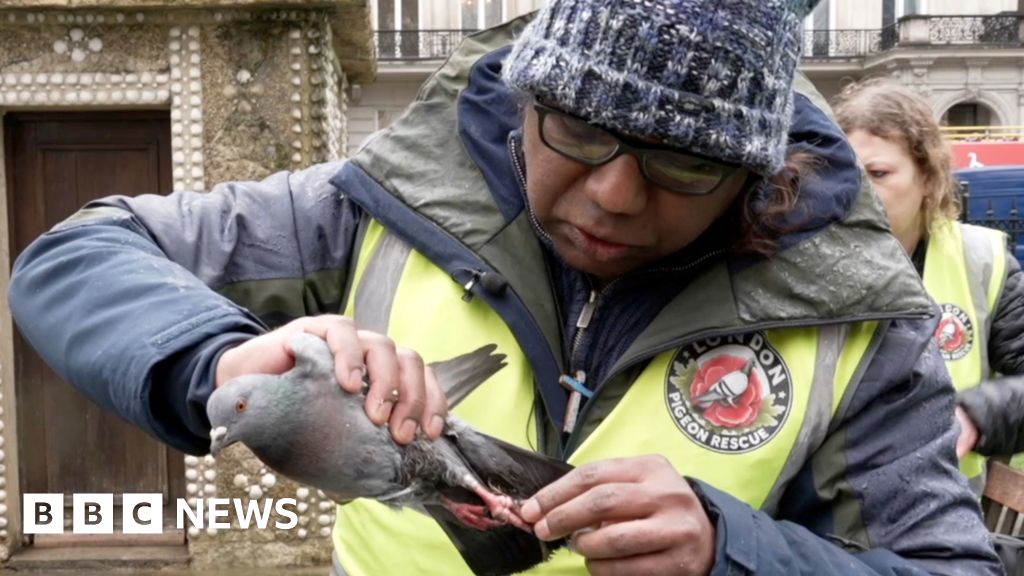 Watch: On patrol with the London Pigeon Rescue Team