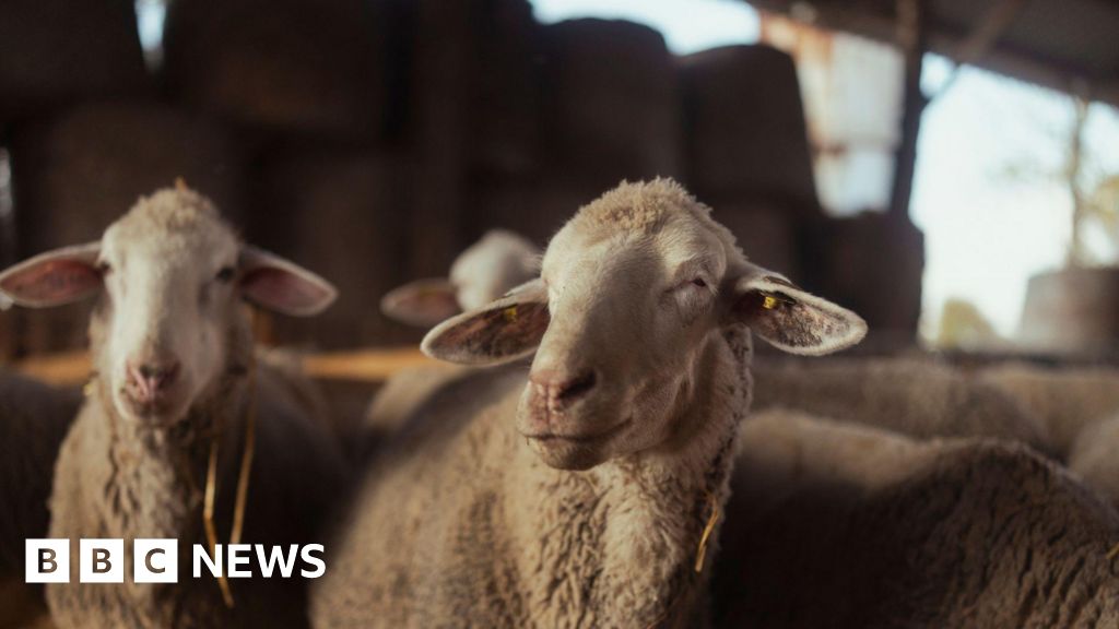 Fire at hay shed used to house 300 sheep