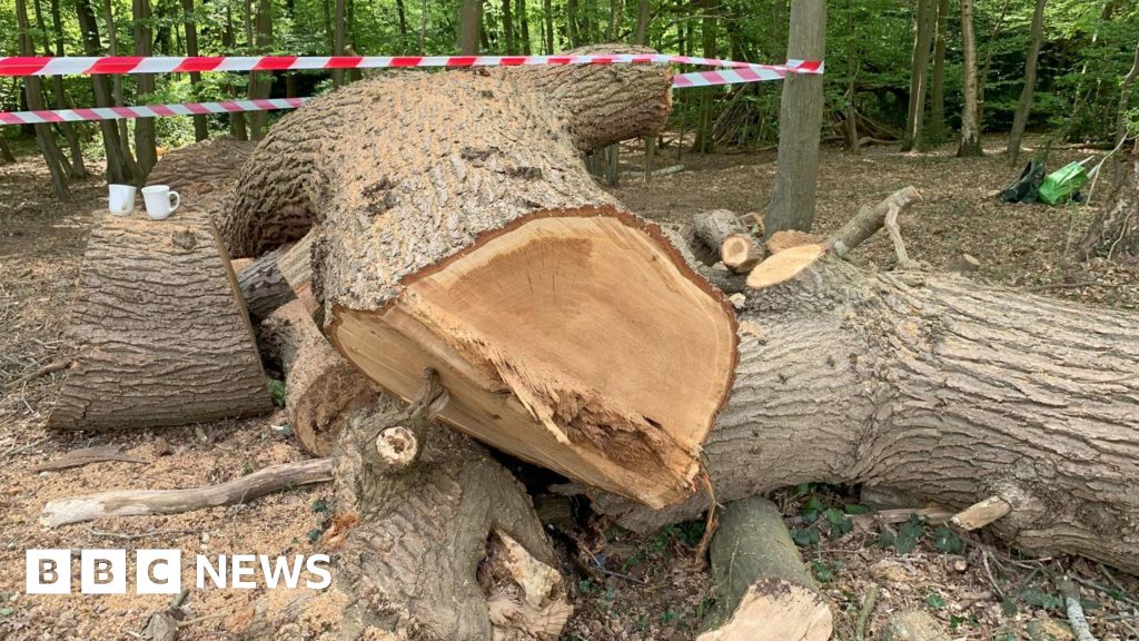 Toby Carvery owner 'sorry' for felling ancient tree