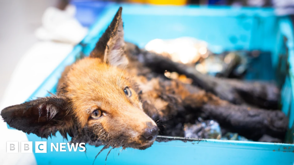 I'm an animal, get me out of here: Remarkable rescues