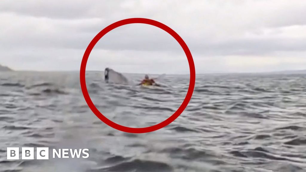 Watch the moment a man is swallowed by humpback whale