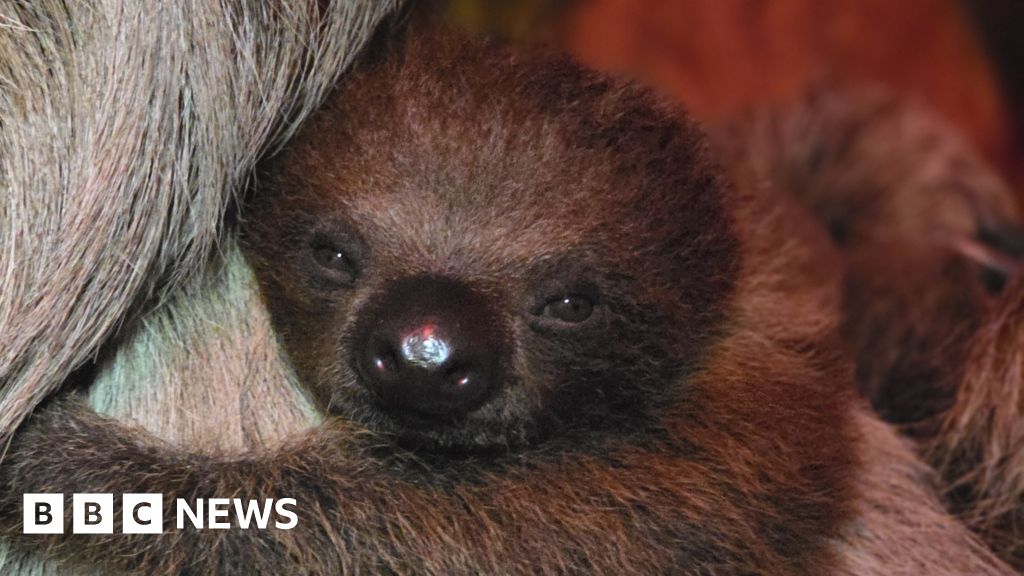 Cambridgeshire zoo welcomes Clawdia the 'faithful' sloth