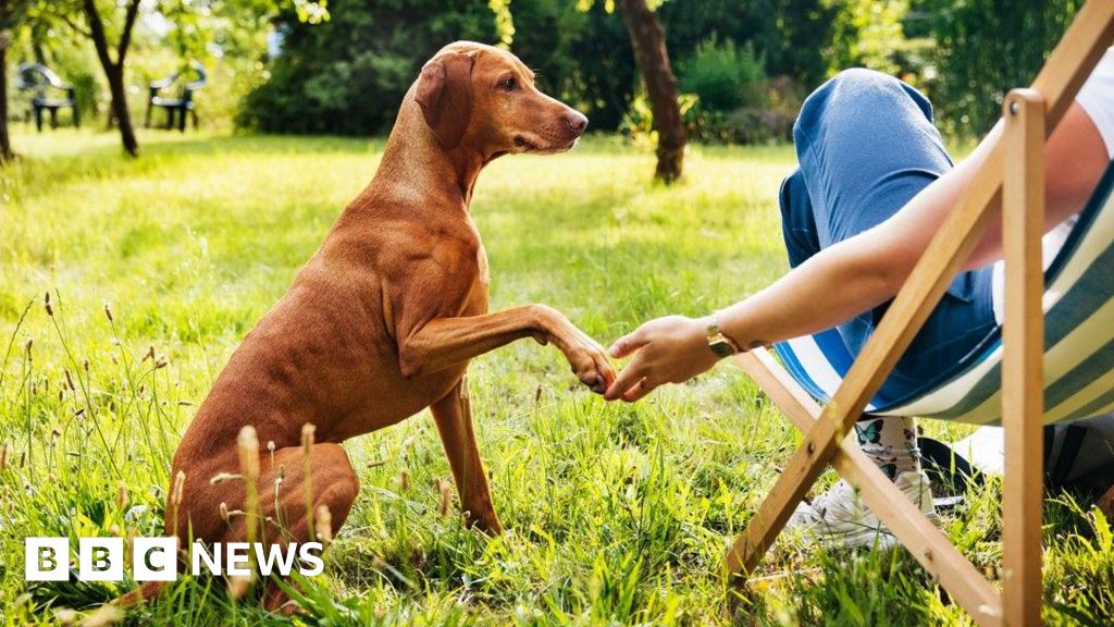 Celebrating the Joy: Pups in the Park Events Bring Communities Together