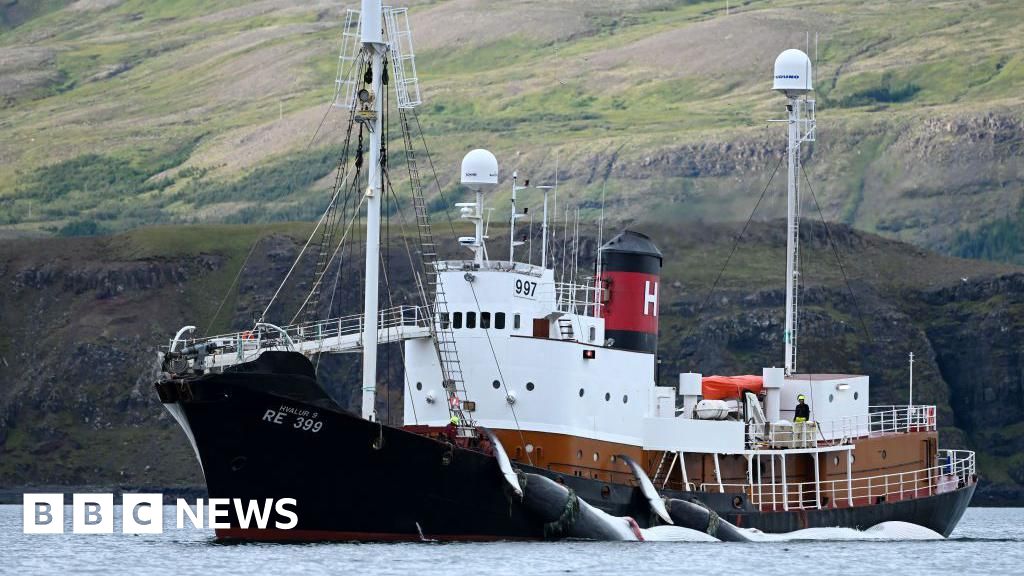 Iceland issues permits allowing whale hunting until 2029