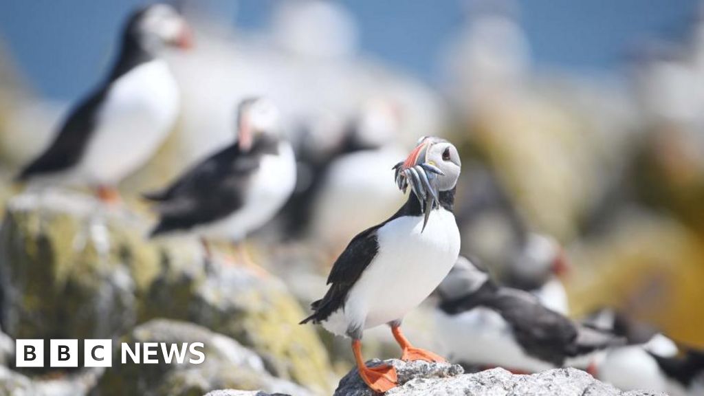 Your pictures of Scotland: Photographs from around the country – BBC News