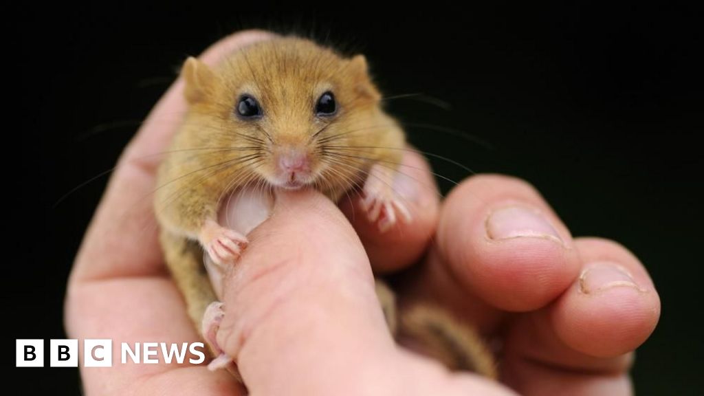 M5: Motorway roadworks paused by dormice